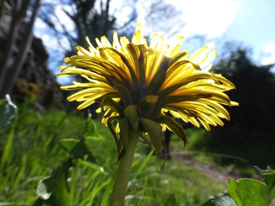 Dandelion flower